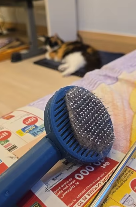 My cat loves it