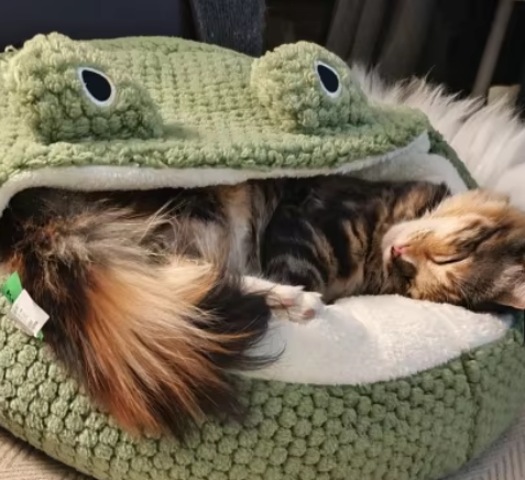 Cozy