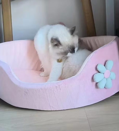 Cute and comfortable